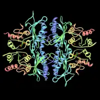 fructose-1,6-bisphosphatase