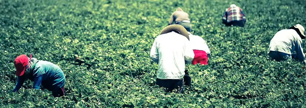 Strawberry field, workers harvesting, Oxnard