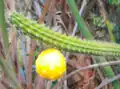 Closeup of cacti fruit.