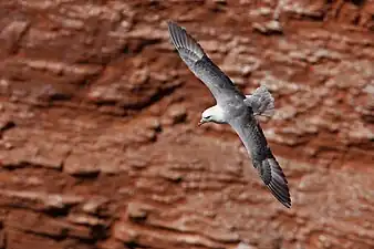 Northern fulmar