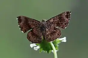 C. fulmenFulmen calephelis