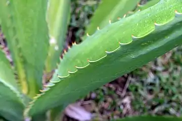 Marginal spines