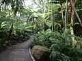 Fern Gully