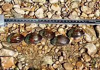 Live Fusconaia mitchelli from the Guadalupe River, Gonzales County, Texas, in 2011.