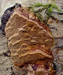 "Phellinus ferruginosus" found growing on "Alnus rubra" in LBA Park, Olympia, Washington, USA