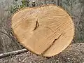 Fused chestnut trees showing a bark pocket (Castanea sativa)