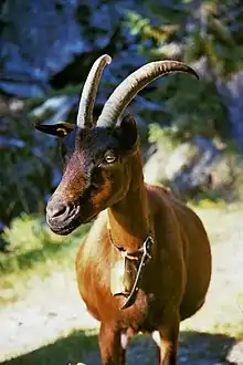 a brown goat with horns and a bell at its neck