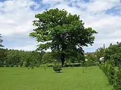 Oak in Górki Śląskie