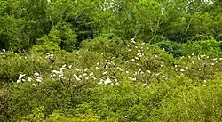 Birds on the trees at Gudavi lake