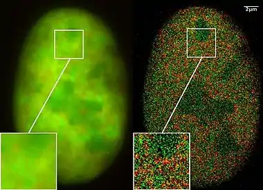 SPDMphymod Co- localisation microscopy of a nucleus: 120.000 GFP and RFP fusion proteins localized in a widefield view(470 µm2)