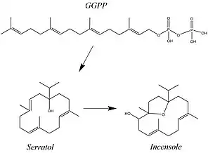 Incensole, Serratol, and GGPP molecules