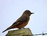 Cliff flycatcher