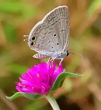 Ventral view