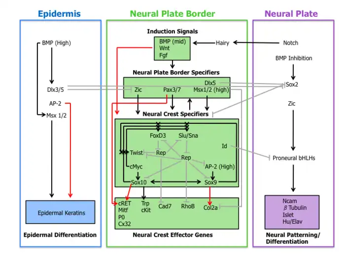 Neural Crest.