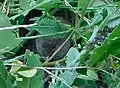 Bank vole eating mugwort seeds (Artemisia vulgaris)