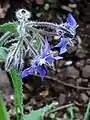 Borage, Borago officinalis, on cleared ground behind anthill meadow