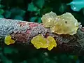 Brain jelly Tremella mesenterica