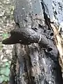 Dead man's fingers, Xylaria polymorpha