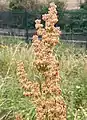 Broad-leaved dock, Rumex obtusifolius, on ramp