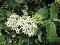 Dogwood, Cornus sanguinea, in flower in the front hedge