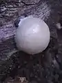 False puffball, Enteridium lycoperdon, a large rubbery slime mould