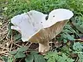 Giant funnel, Leucopaxillus giganteus