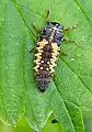 Harlequin ladybird nymph, Harmonia axyridis