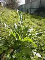 Horseradish, Armoracia rusticana on ramp meadow