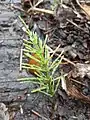 Field horsetail (fern ally), Equisetum arvense