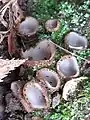 Humaria hemisphaerica - glazed cup fungus