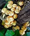 Hypholoma fasciculare, sulphur tuft on Birch loggery