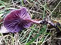 Laccaria amethystina, amethyst deceiver