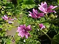 Mallow, Malva sylvestris, by ramp meadow