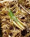 Meadow grasshopper, Chorthippus parallelus, in anthill meadow