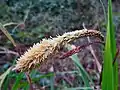 Pendulous sedge, Carex pendula, in flower