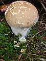 Pestle puffball Handkea (Calvatia) excipuliformis