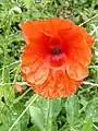 Poppy, Papaver rhoeas, on ramp meadow