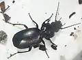 Carabid ground beetle, Pterostichus cf. madidus