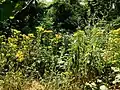 Ragwort, Jacobaea vulgaris, in a clearing made by a fallen birch tree