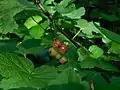 Redcurrant, Ribes rubrum, from the railwaymen's gardens that were once here