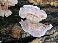 Silverleaf fungus Chondrostereum purpureum