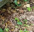 An adult and a young slowworm, Anguis fragilis