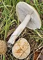 White knight, Tricholoma 'album' in anthill meadow