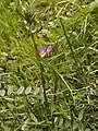 Common vetch, Vicia sativa, in de-brambled anthill meadow