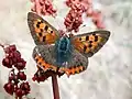 Small copper, Lycaena phlaeas