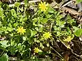 Lesser celandine, Ficaria verna, near car park