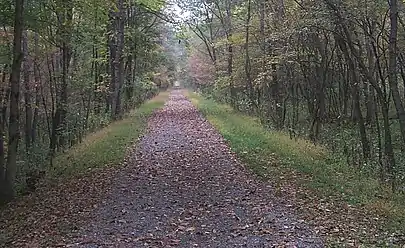 A trail curving through a green forest on a hillside.