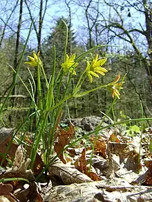 Side view of the plant, showing the basal leaves less or more cylindrics and a cauline leaf a spathe widening manner. The five flowers are gathered in umbrella-shaped cluster