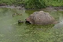 A tortoise somewhat submerged in a green outdoor pool full of algae