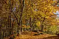 Autumn at Galgenberg